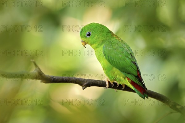 Blue-crowned hanging parrot, Loriculus galgulus, small mainly green parrot found, forest lowlands