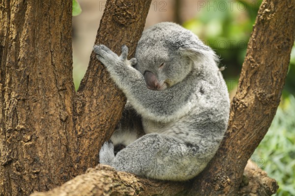 Koala (Phascolarctos cinereus) sitting on a tree, captive, distribution South Australia, Australia,