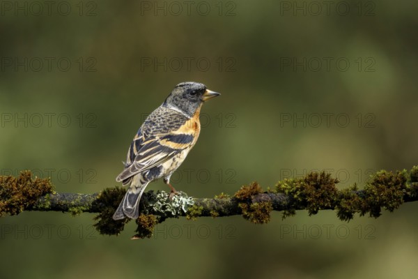 Keep zittend op bemost takje, Brambling sitting on branch
