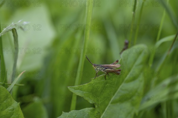 Great green bush cricket (locusta), grasshopper, on a blade of grass in a meadow, Tyrol, Austria,