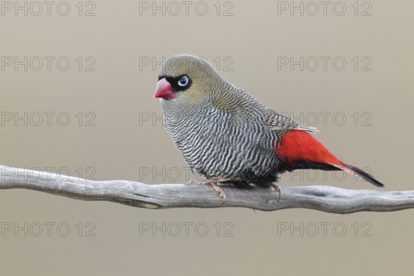 Beautiful Firetail (Stagonopleura bella), Tasmania, Australia, Oceania