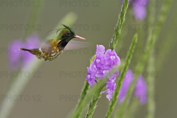 Black-crested Coquette (Lophornis helenae) flying and feeding at a flower in Costa Rica