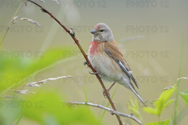Bluthaenfling (Carduelis cannabina), Linnet, Maennchen zur Brutzeit, Juli, NSG Dingdener Heide,