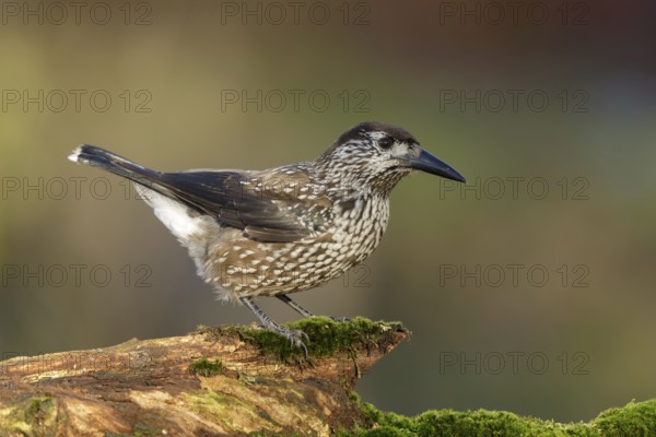 Very tame Spotted Nutcracker wintering in an urban area in Wageningen in the Netherlands. Sitting