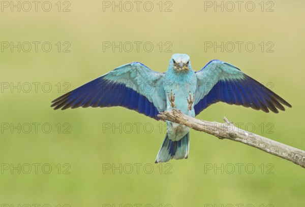 European Roller (Coracias garrulus) landing on a branch with grasshopper in beak, Hortobagy