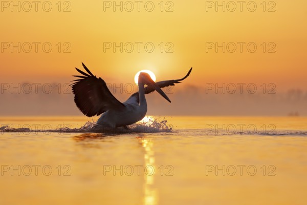 Bird with morning sunrise. Dalmatian pelican, Pelecanus crispus, in Lake Kerkini, Greece. Pelican