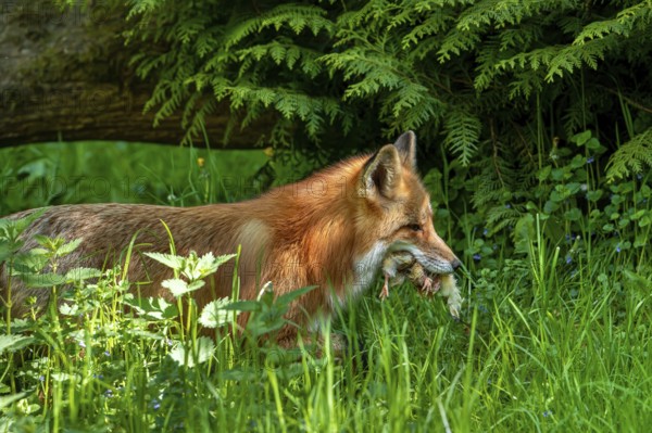 Red fox (Vulpes vulpes) running to den with mouthful of chicks after raiding chicken coop to feed