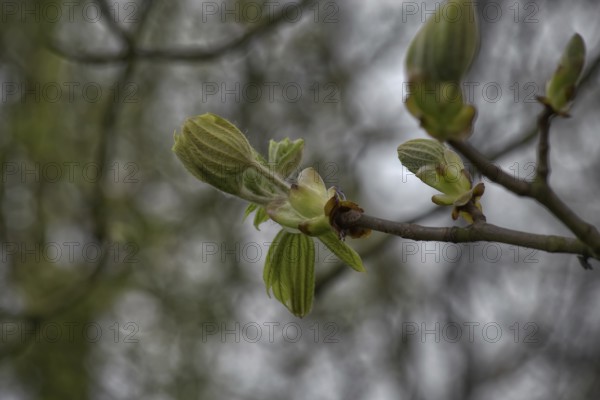 A branch with fresh, green buds of the horse chestnut (Aesculus), enlivened by a blurred background