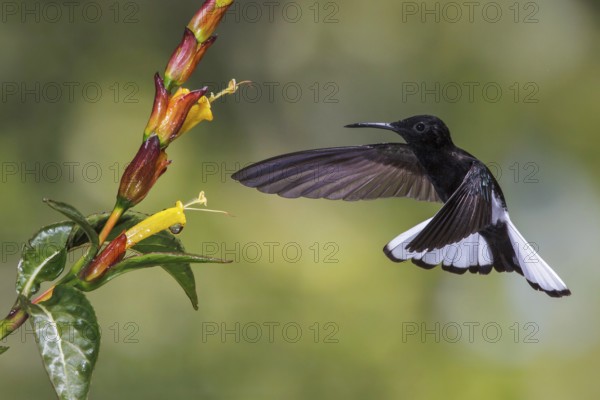 Black Jacobin (Florisuga fusca) flying and feeding at a flower in the Atlantic rainforest of