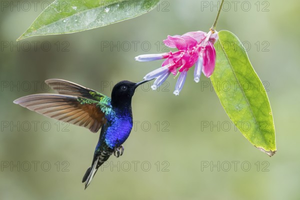 Velvet-purple Coronet (Boissonneaua jardini) flying while feeding at a flower in Colombia, South