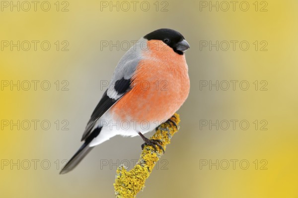Red songbird Bullfinch sitting on yellow lichen branch, Sumava, Czech republic. Wildlife scene from