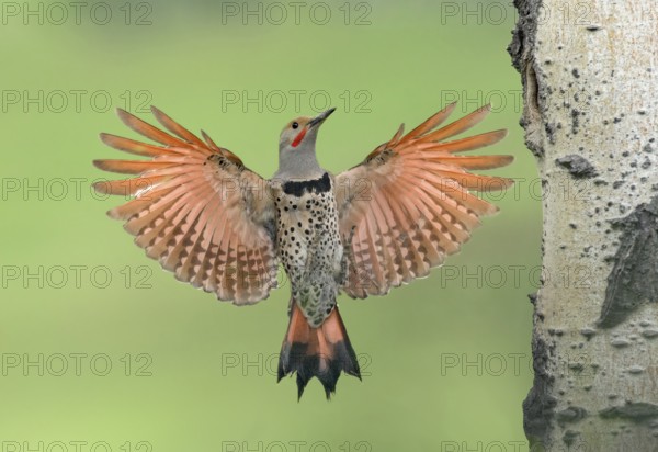 Northern Flicker (Colaptes auratus) male approaching nest hole, British Columbia, Canada, North