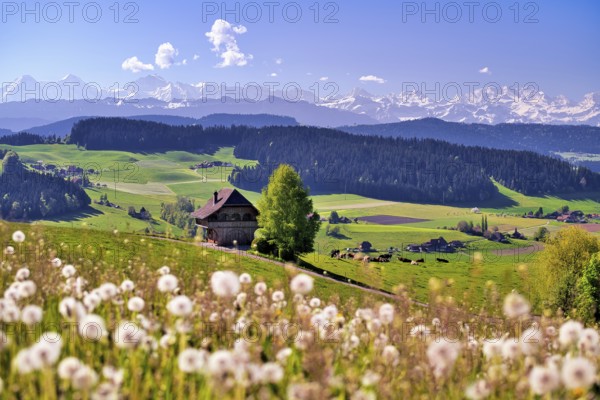 View over the Emmental with Bern granary, dandelion meadow (Leontodon) in the foreground,