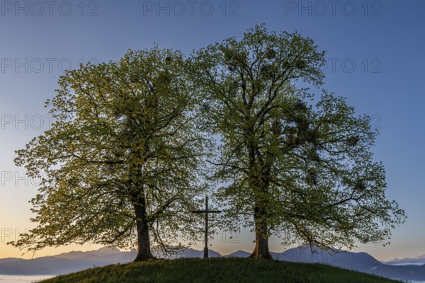 Two trees, chritstliches cross, mistletoe, backlight, sunrise, mountains, spring, view of