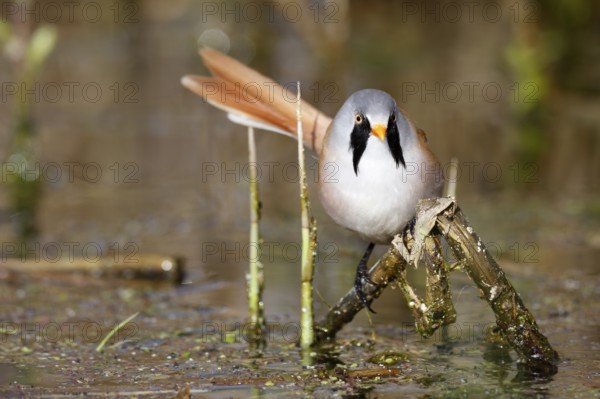 Bearded Reedling (Panurus biarmicus) male foraging in reedbed, Mecklenburg-Western, Pomerania,