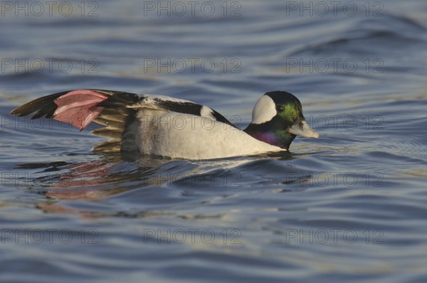 Bufflehead (Bucephala albeola) male, California, USA, North America