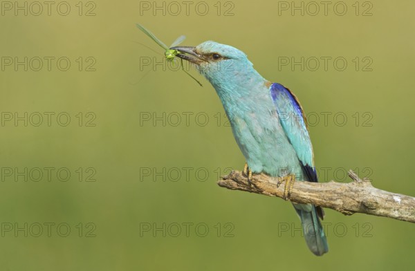 European Roller (Coracias garrulus) perched on a branch with grasshopper in beak, Hortobagy