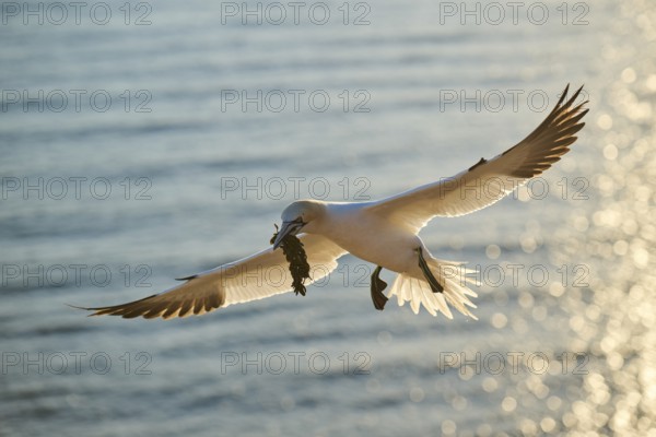 Northern gannet (Morus bassanus) flying over the sea with rivet material in the beakat sunset,