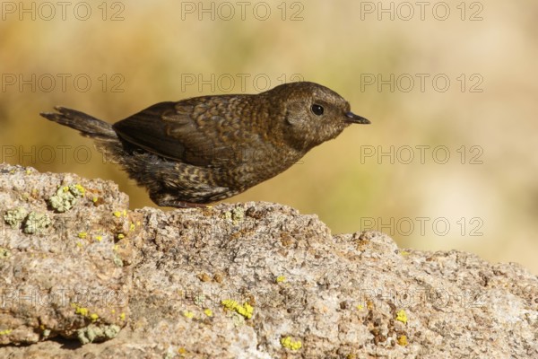 Magellanic Tapaculo (Scytalopus magellanicus) juvenile perched on a rock, Santiago Metropolitan,