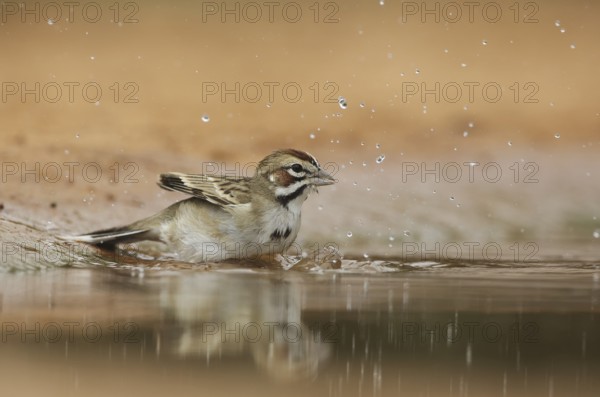Lark Sparrow (Chondestes grammacus) bathing, Texas, USA, North America