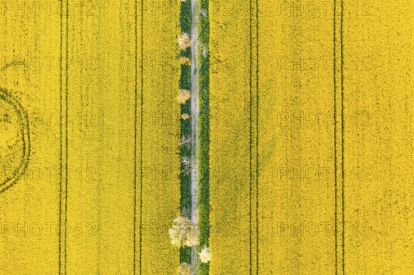 Avenue with blossoming fruit trees between rape fields, vertical aerial view in evening light,