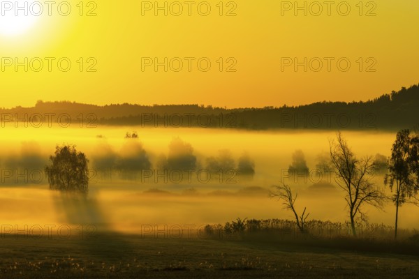 Early morning fog over the moor, birch (Betula), birch family (Betulaceae), sunrise fog, Pfrungen,