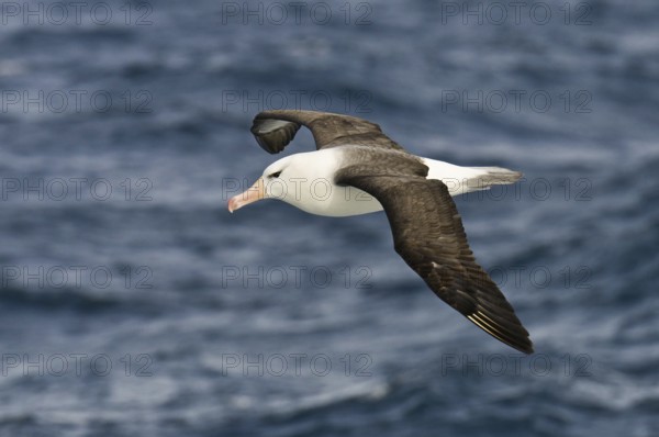 Black-browed Albatross (Thalassarche melanophris) flying, Antarctica