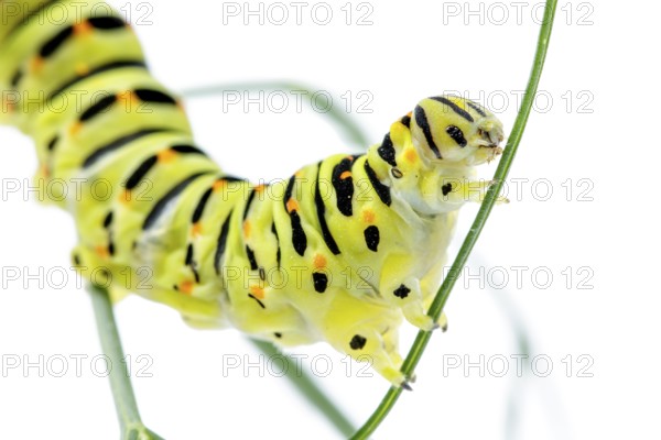 Old World Swallowtail (Papilio machaon), caterpillar on white background, Galicia, Spain, Europe