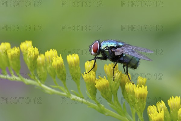 Golden fly (Lucilia caesar) on a yellow flower of the Solidago canadensis (Solidago canadensis),