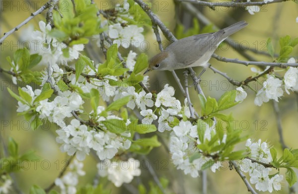 Eurasian Blackcap (Sylvia atricapilla) female, Saxony, Germany, Europe