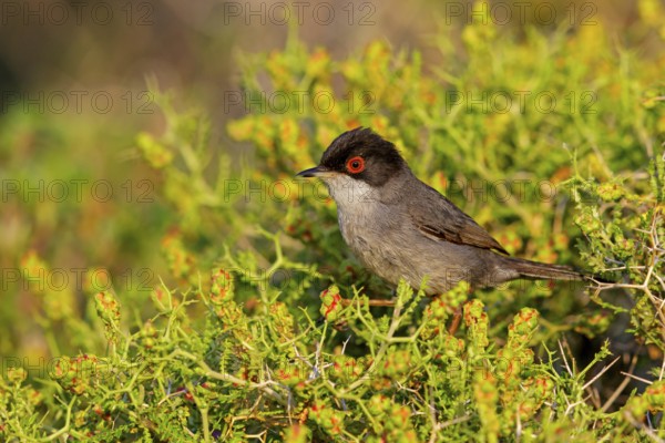Samtkopf-Grasmücke, Samtkopfgrasmücke, Sardinian Warbler, Sylvia melanocephala, Fauvette