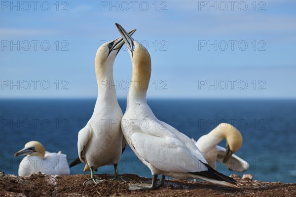 Northern gannet (Morus bassanus) greet each other with their beaks in the colony, at sunset,