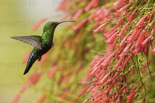 Green-throated Carib (Eulampis holosericeus) flying and feeding at a flower on the Caribbean Island