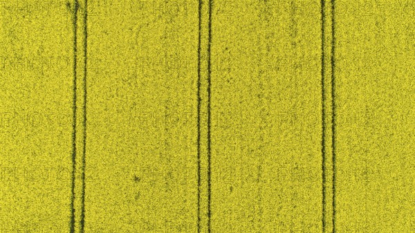 Yellow blooming field of rapeseed (Brassica napus) seen from the air, Mecklenburg-Western