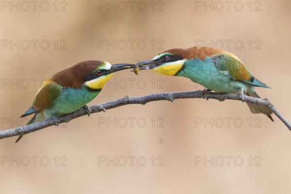 European Bee-eater (Merops apiaster) pair, feed transfer to female, Rhineland-Palatinate, Germany,