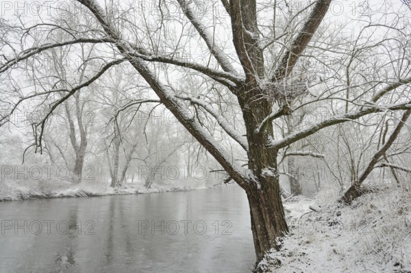 Winter landscape by a river, willows (Salix) on the bank in heavy snowfall, North Rhine-Westphalia,