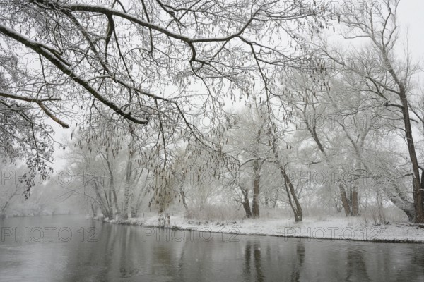 Winter landscape by a river, willows (Salix) and alders (Alnus) on the bank in dense snowfall,