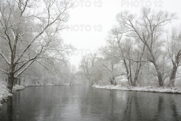Winter landscape by a river, willows (Salix) on the bank in heavy snowfall, North Rhine-Westphalia,