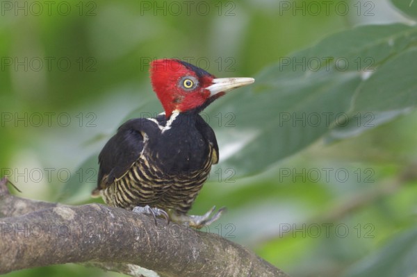 Pale-billed Woodpecker (Campephilus guatemalensis) perched on a branch in Costa Rica, Central