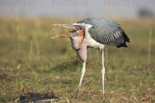 Marabou Stork (Leptoptilos crumenifer) feeding on a large catfish, Chobe, Botswana, Africa