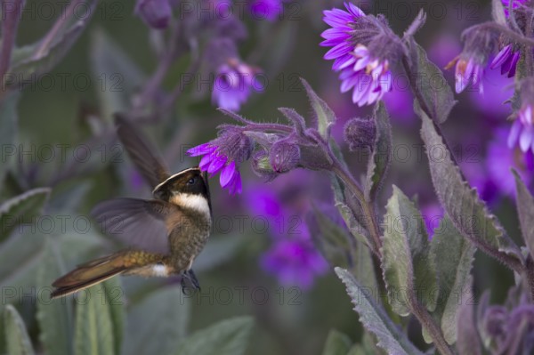 Buffy Helmetcrest (Oxypogon stuebelii) male feeding on flower nectar, Los Nevados National Park,