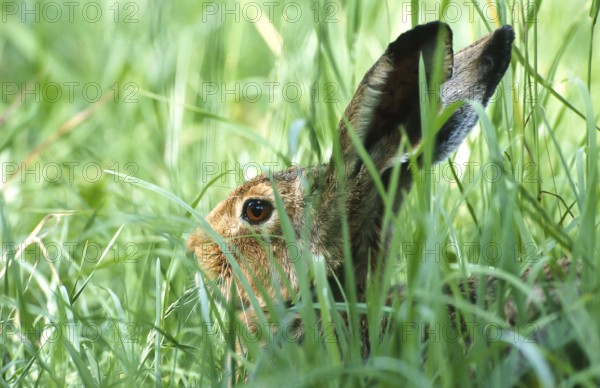 European brown hare (Lepus europaeus) sitting in its manger in a meadow, North Rhine-Westphalia,
