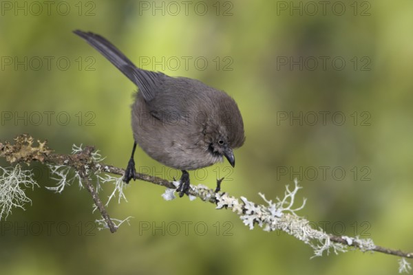 American Bushtit (Psaltriparus minimus), British Columbia, Canada, North America