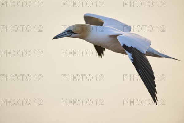 Northern gannet (Morus bassanus) flying over the sea at sunset, wildlife, Helgoland, Germany,