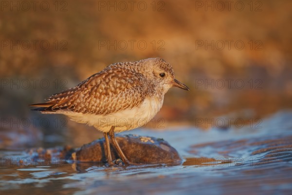 Kiebitzregenpfeifer, Pluvialis squatarola Grey Plover, amerik. Black-bellied Plover /