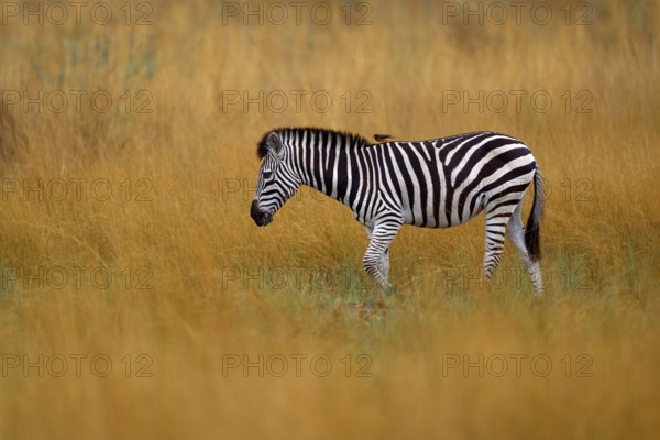 Okavango delta, zebra. Zebra with yellow golden grass. Burchell's zebra, Equus quagga burchellii,