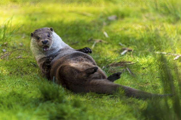 An otter lies on its back on a green meadow and looks playful, European otter (Lutra lutra),