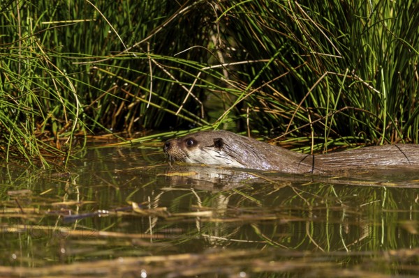 An otter swimming in the water camouflages itself in the reeds, European otter (Lutra lutra),
