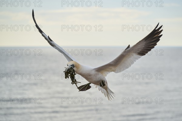 Northern gannet (Morus bassanus) flying over the sea with rivet material in the beak, landing