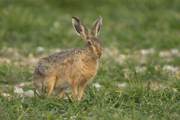 European brown hare (Lepus europaeus) adult animal feeding in a farmland cereal field, England,